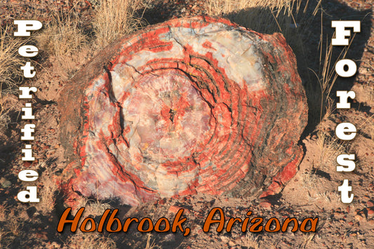 Petrified Forest Arizona Fridge Magnet  #AZMG7117