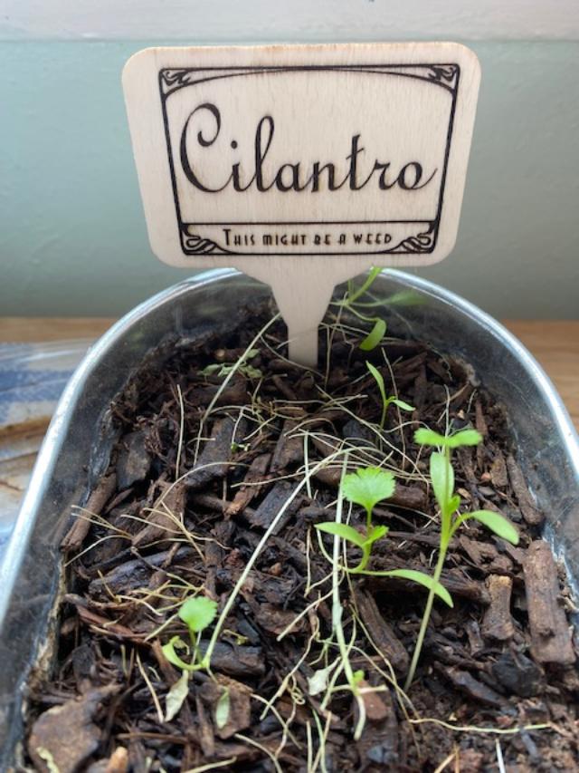 Laser Engraved Plant Stakes to identify plants